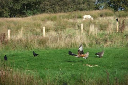 Dolcoed Red Kite Feeding Centre