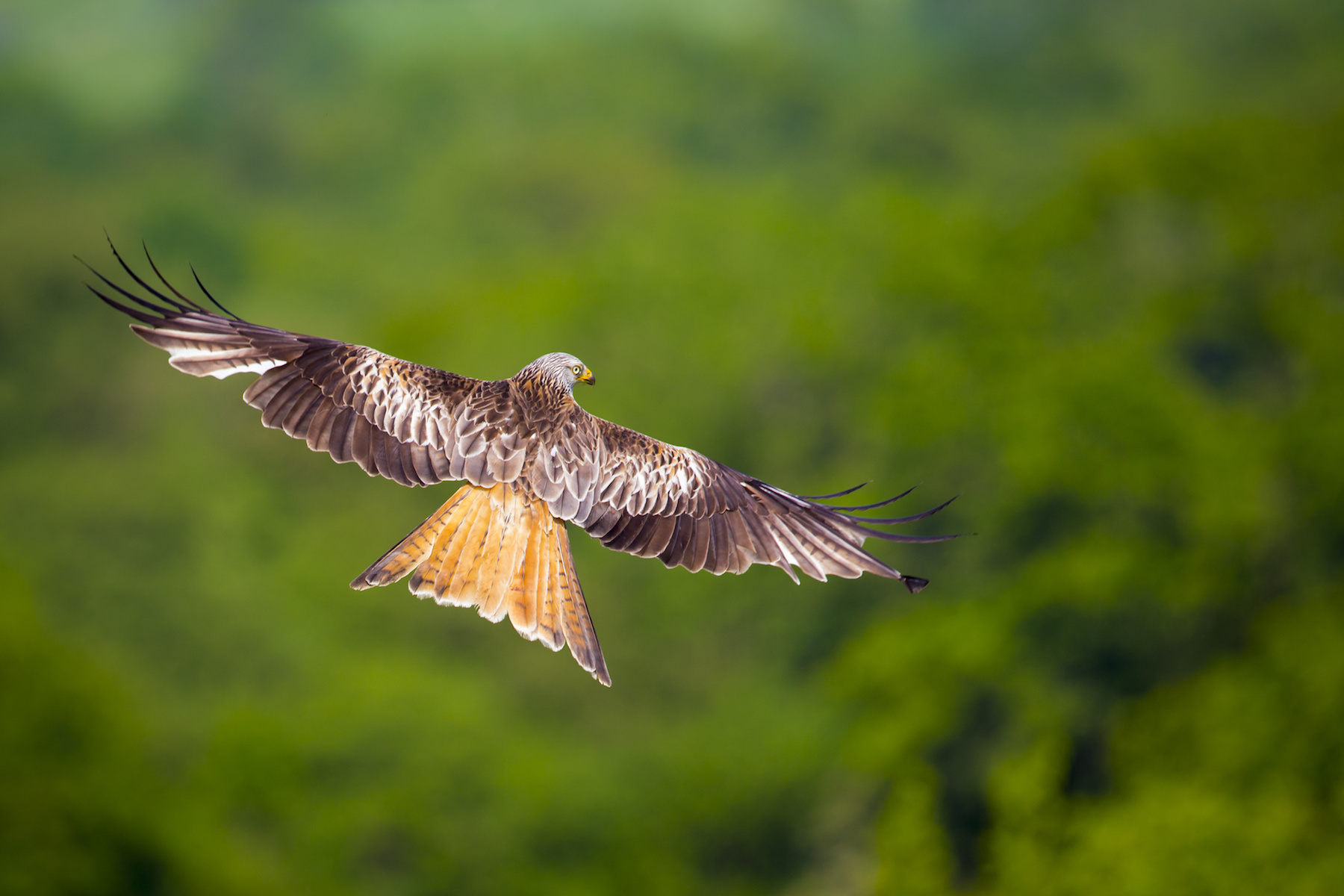 Dolcoed Red Kite Naturist Site Carmarthenshire West Wales